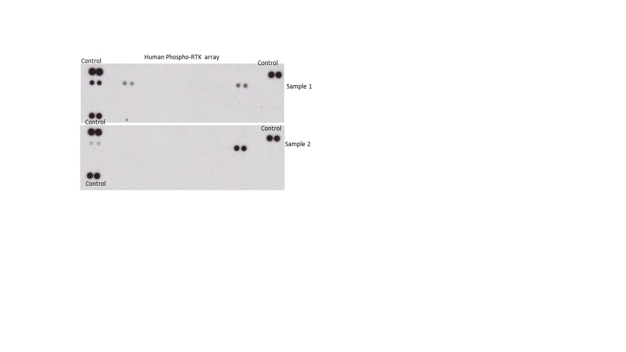 Proteome Profiler Human Phospho-RTK Array Kit ARY001B